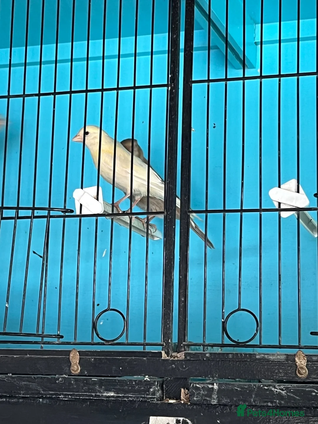 Canaries birds for sale: Canaries  - Advert 1
