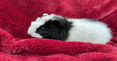 Guinea Pig rodents - Advert 4