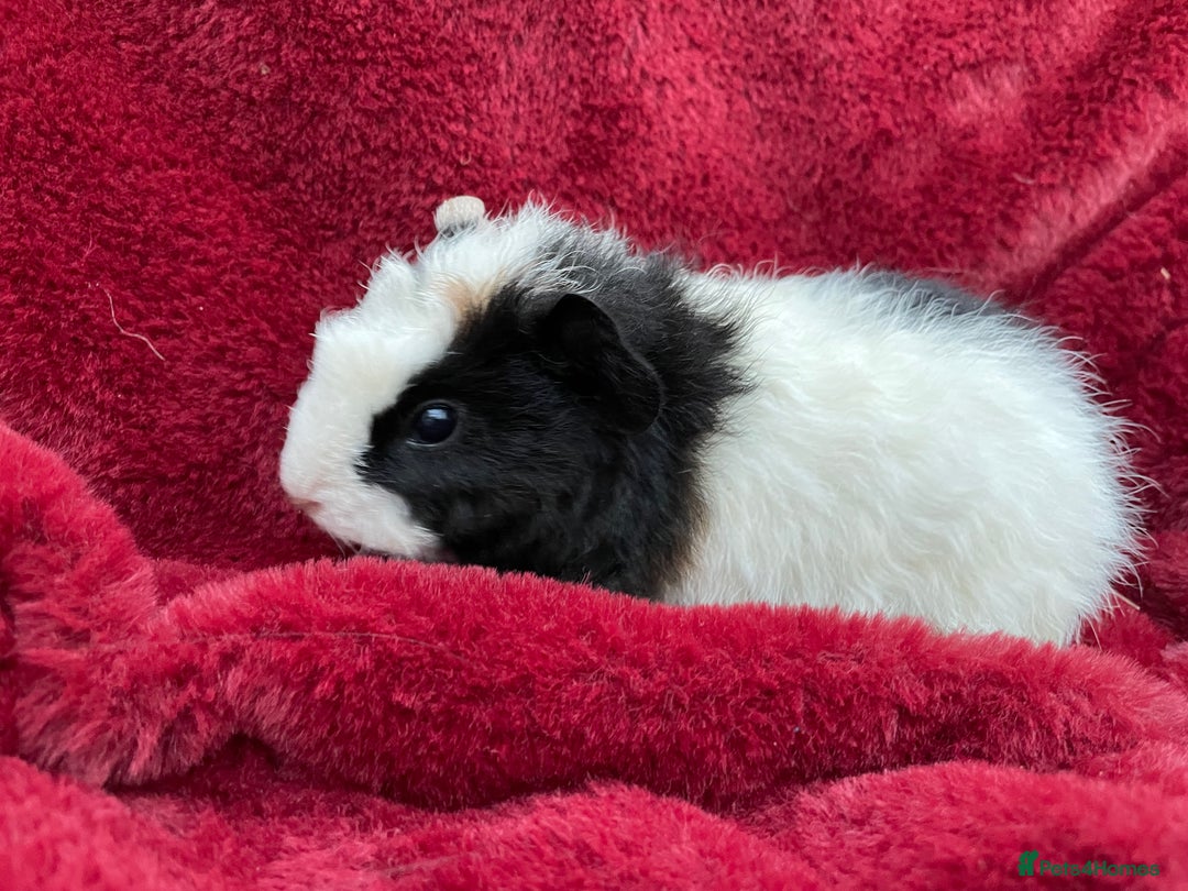 Guinea Pig rodents for sale: Boy Guinea Pigs  - Image 2