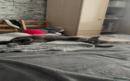 Russian Blue cats for sale: A beautiful cat looking for a new home  - Image 5