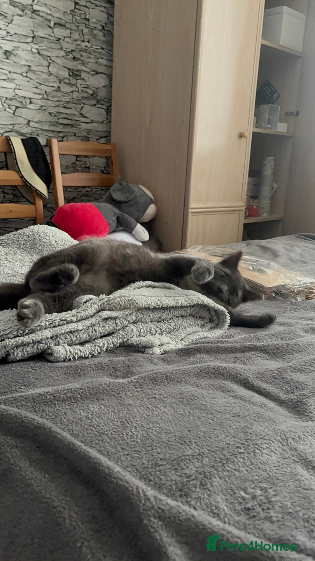 Russian Blue cats for sale: A beautiful cat looking for a new home  - Image 5