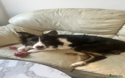 Border Collie dogs for sale: Lovely Border Collie - Image 4