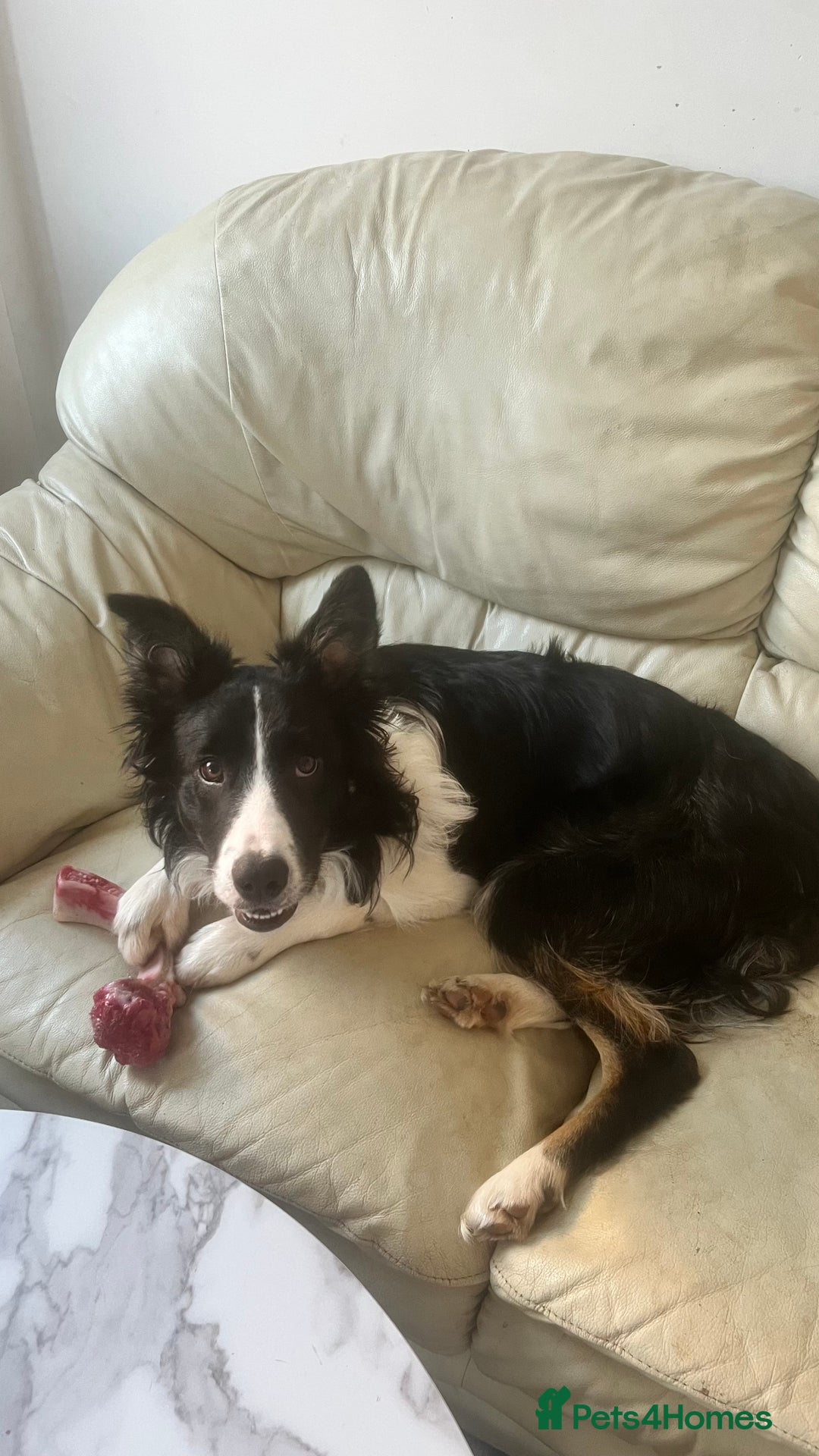 Border Collie dogs for sale: Lovely Border Collie - Image 4