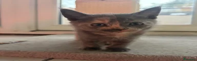 Kitten 3