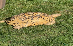 Tortoise reptiles for sale: Blonde leopard tortoise  - Image 1