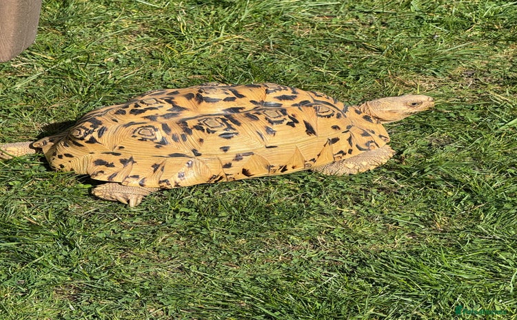 Tortoise reptiles - Advert 3