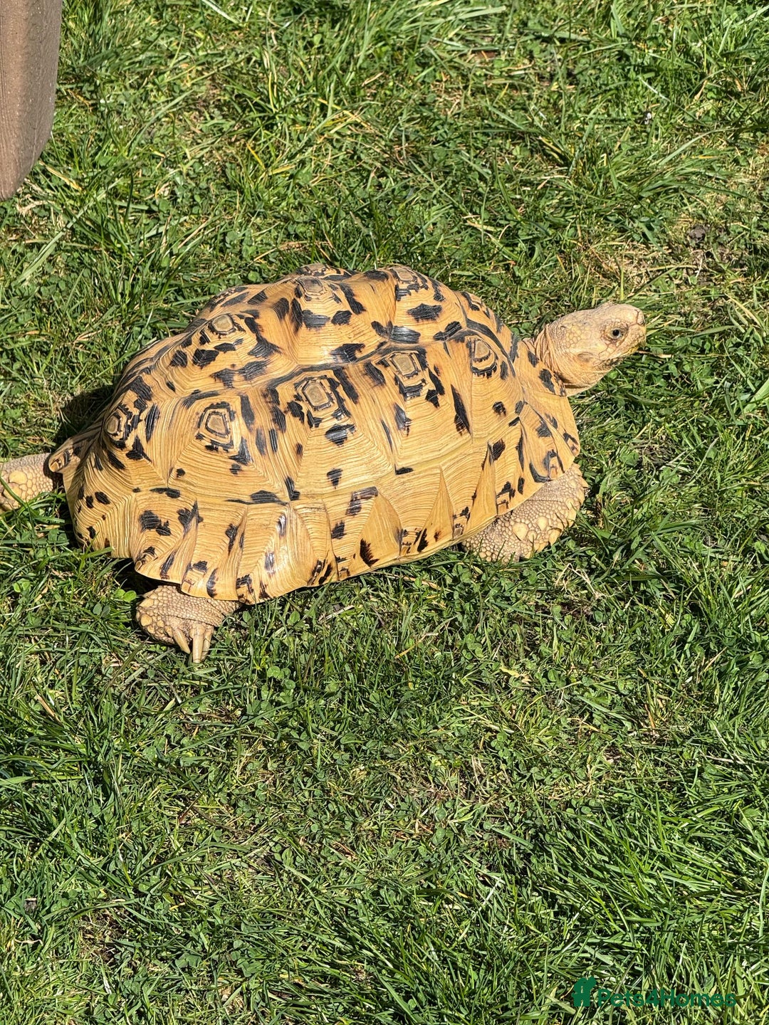 Tortoise reptiles for sale: Blonde leopard tortoise  - Image 1