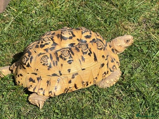 Tortoise reptiles - Advert 12