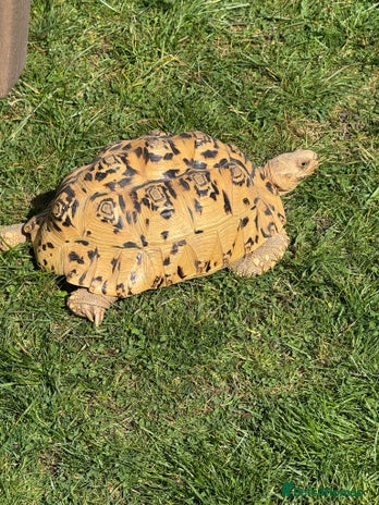 Tortoise reptiles - Advert 6