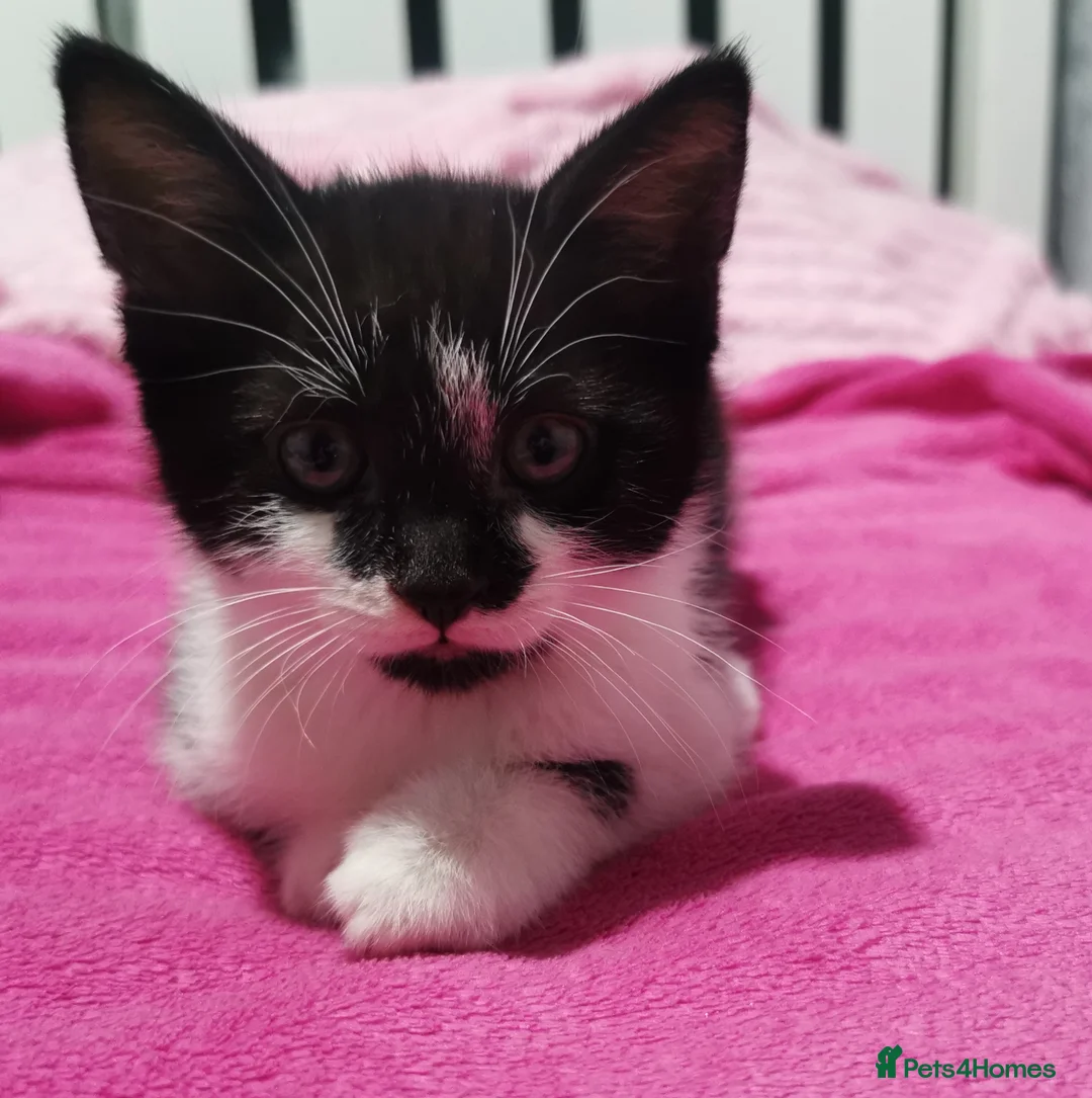 Russian Blue cats for sale: Kittens for sale - Advert 2