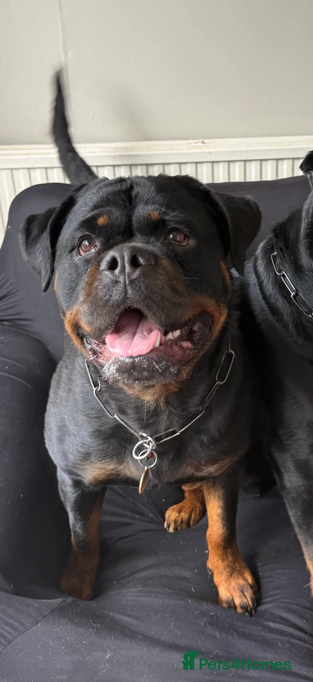 Rottweiler dogs for sale: Expecting Rottweiler pups - ready end of May  - Advert 35