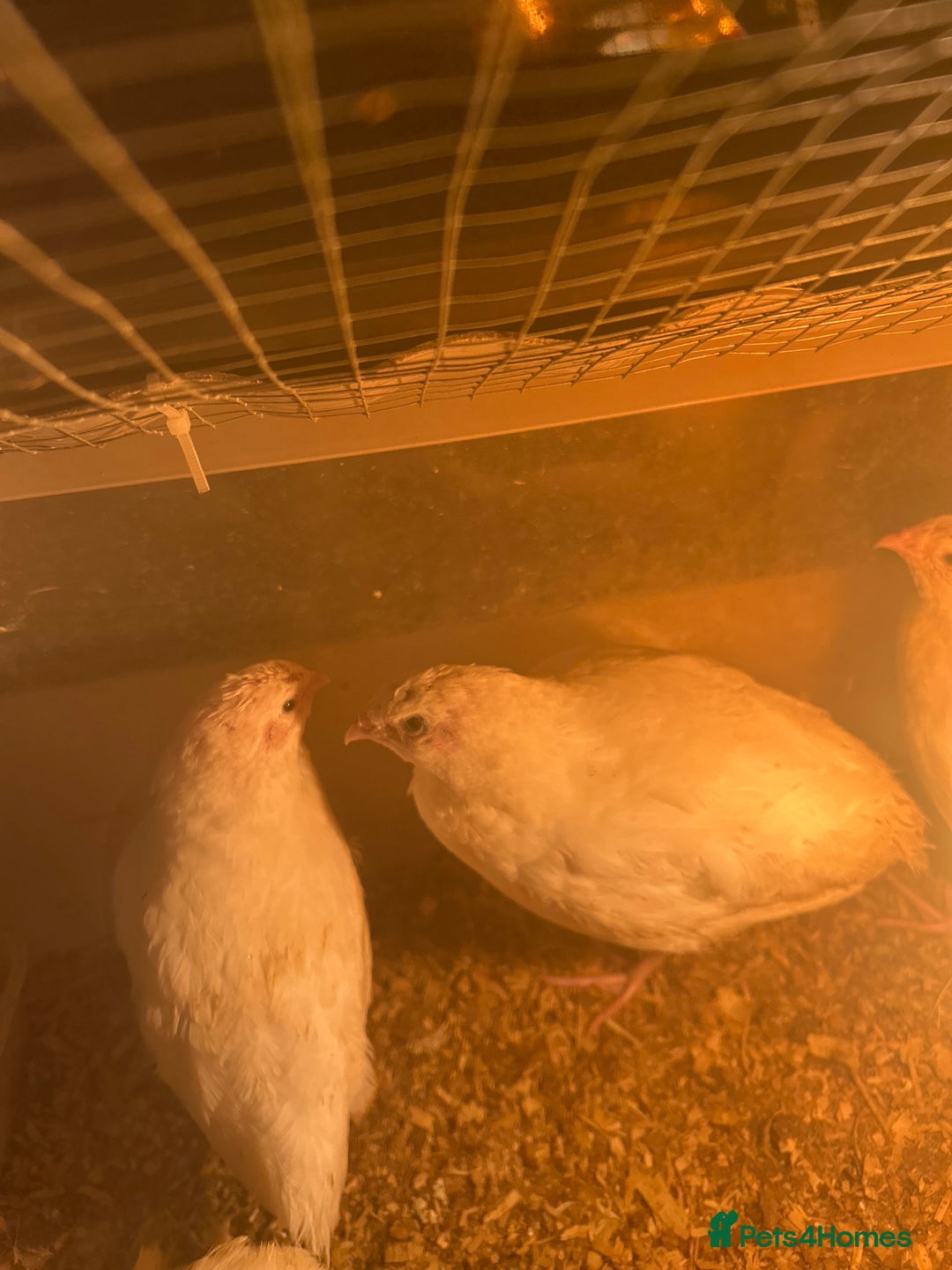 Mixed Breed birds for sale: Quail  - Image 5