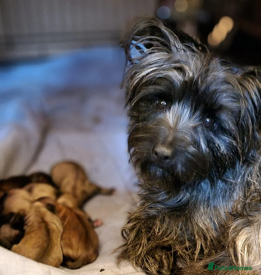 Mixed Breed dogs for sale: Possible puppies available-LOVING HOMES ONLY in Basildon - Advert 14