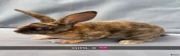 Rex rabbits for sale: Beautiful Pure Mini Rex Babies  - Advert 8