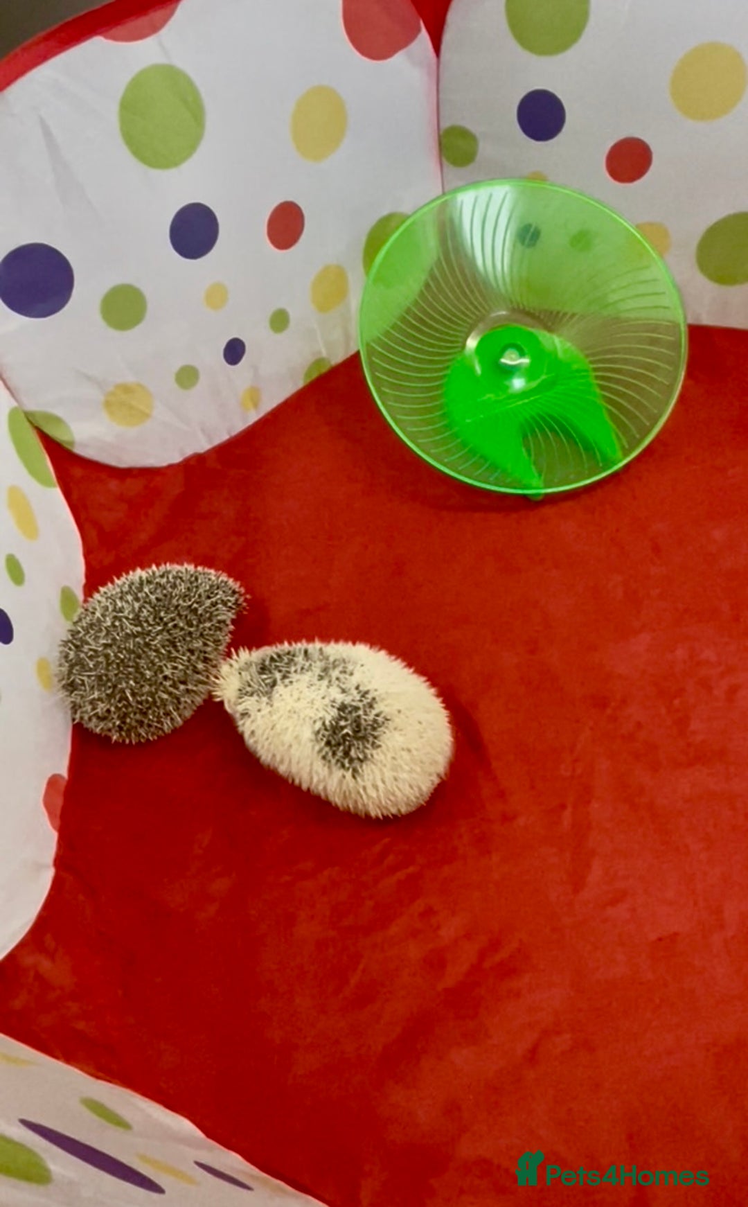 Pygmy Hedgehog rodents for sale: Lovely Young Adult Male African Pygmy Hedgehogs  - Advert 3