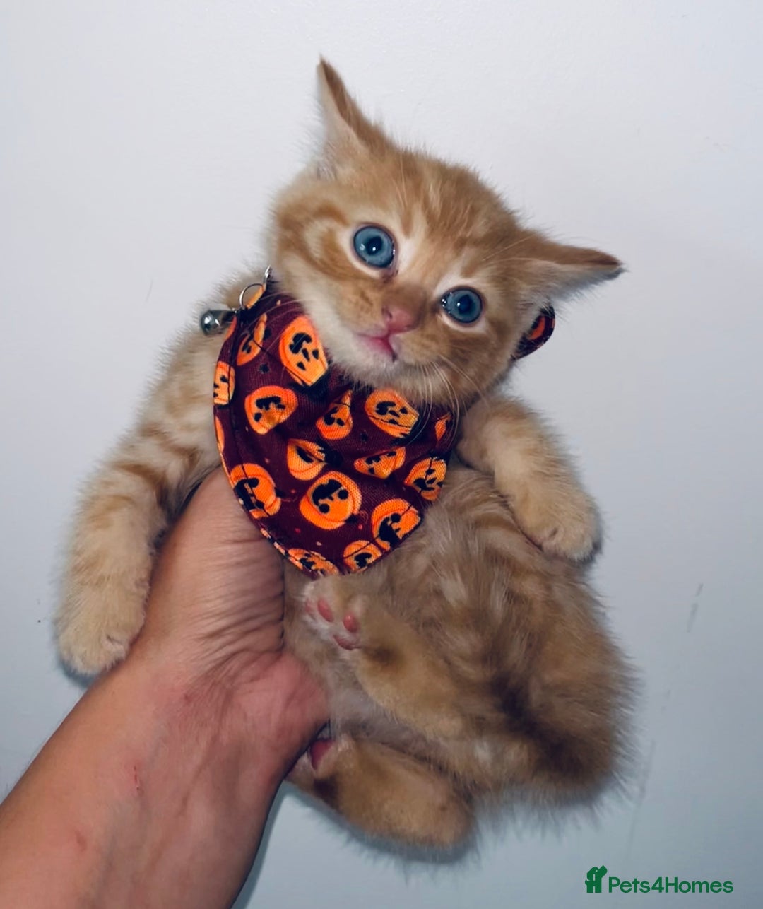 British Shorthair cats for sale: British shorthair X ragdoll  - Image 7