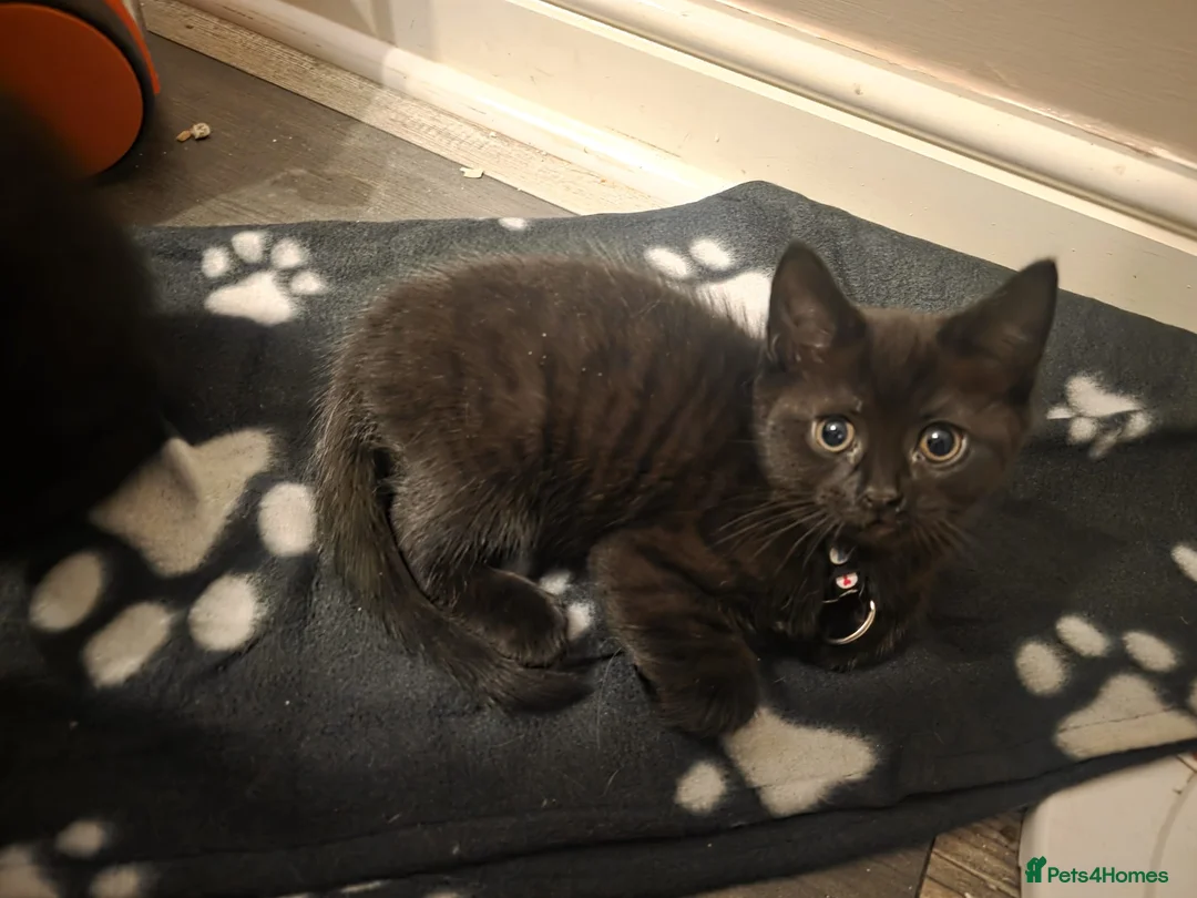 Mixed Breed cats for sale: Scottish fold x maine coon  - Advert 17