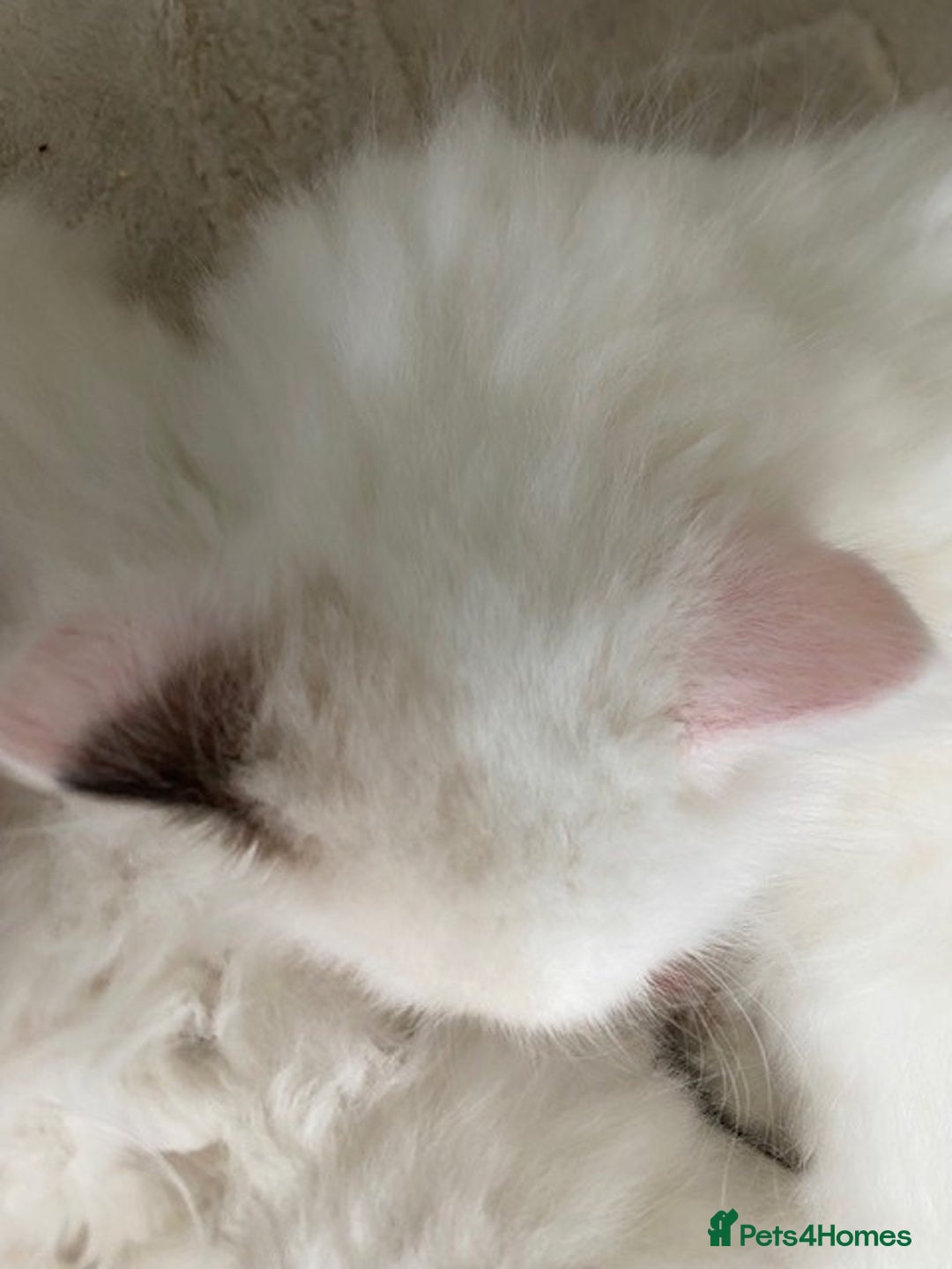 Ragdoll cats for sale: TICA REGISTERED PUREBRED RAGDOLL KITTENS AVAILABLE - Advert 25