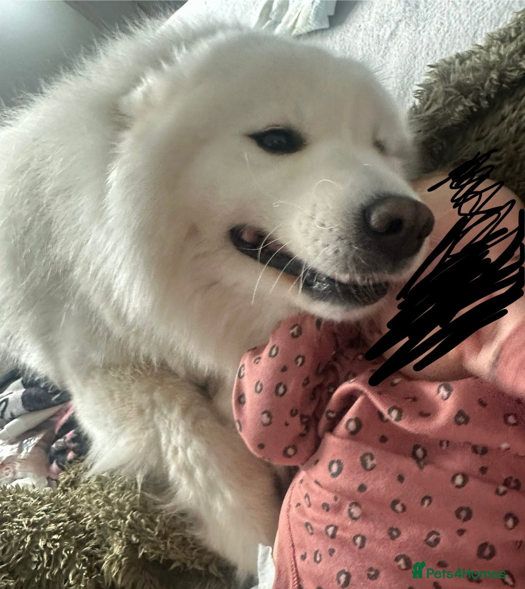 Samoyed dogs for sale: Adorable Samoyed puppies available to reserve!  - Advert 7