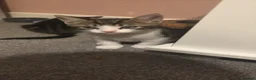 Mixed Breed cats for sale: Male tabby kitten  - Advert 5