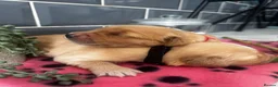 Golden Retriever dogs for sale: 5 exceptional golden retrievers  - Advert 11