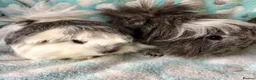Guinea Pig rodents for sale: Baby Peruvian Sisters  - Advert 4