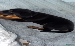 Rottweiler dogs for sale: Meet saka! Adorable Rottweiler  - Image 2