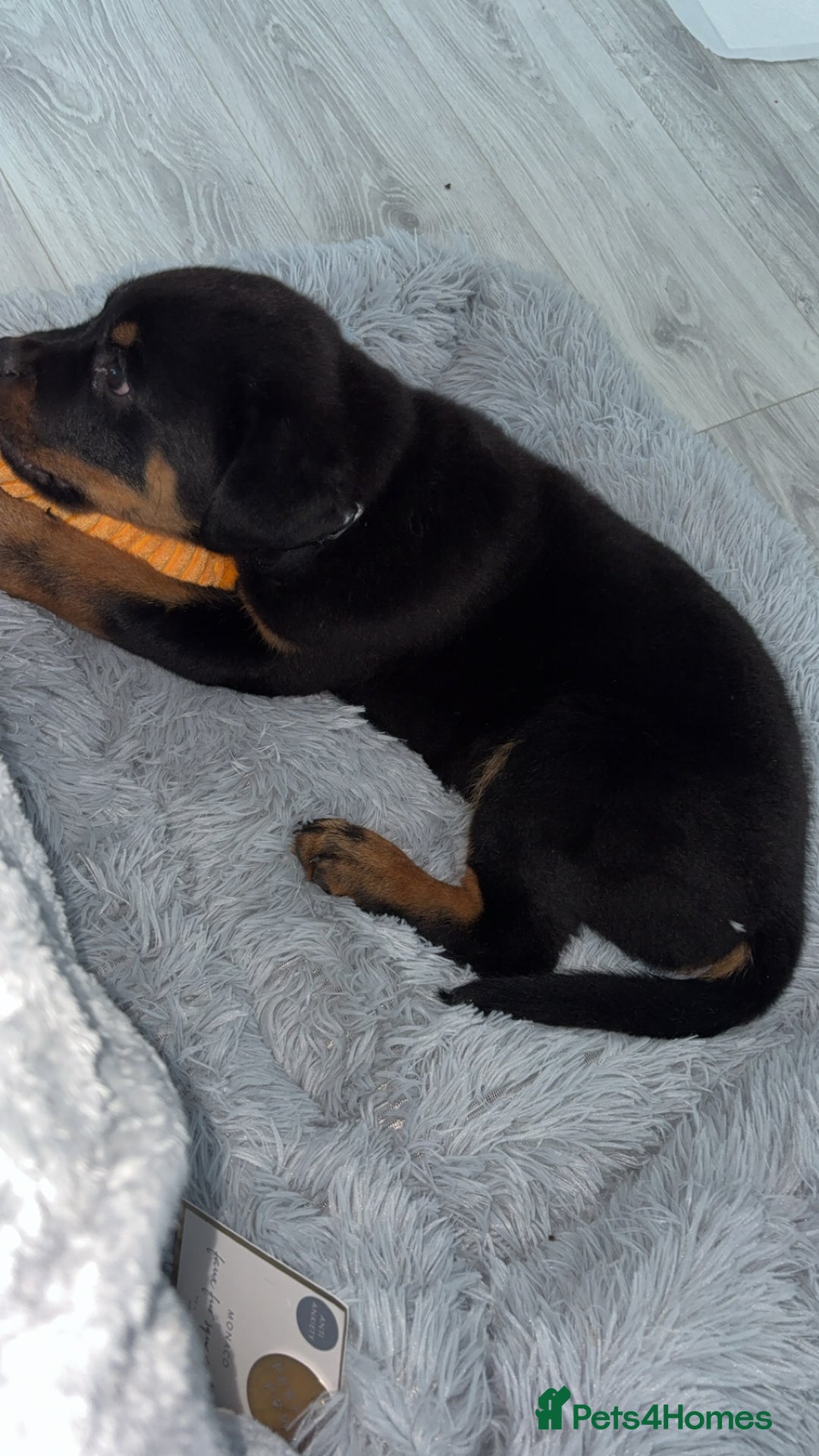 Rottweiler dogs for sale: Meet saka! Adorable Rottweiler  - Image 2