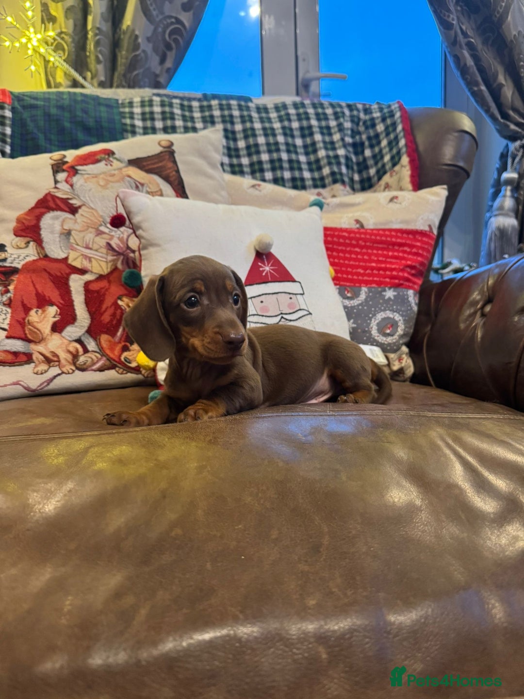 Dachshund dogs for sale: Miniature Dachshund Puppies  - Advert 4