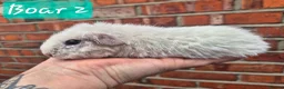 Guinea Pig rodents for sale: Ready to reserve  - Advert 2