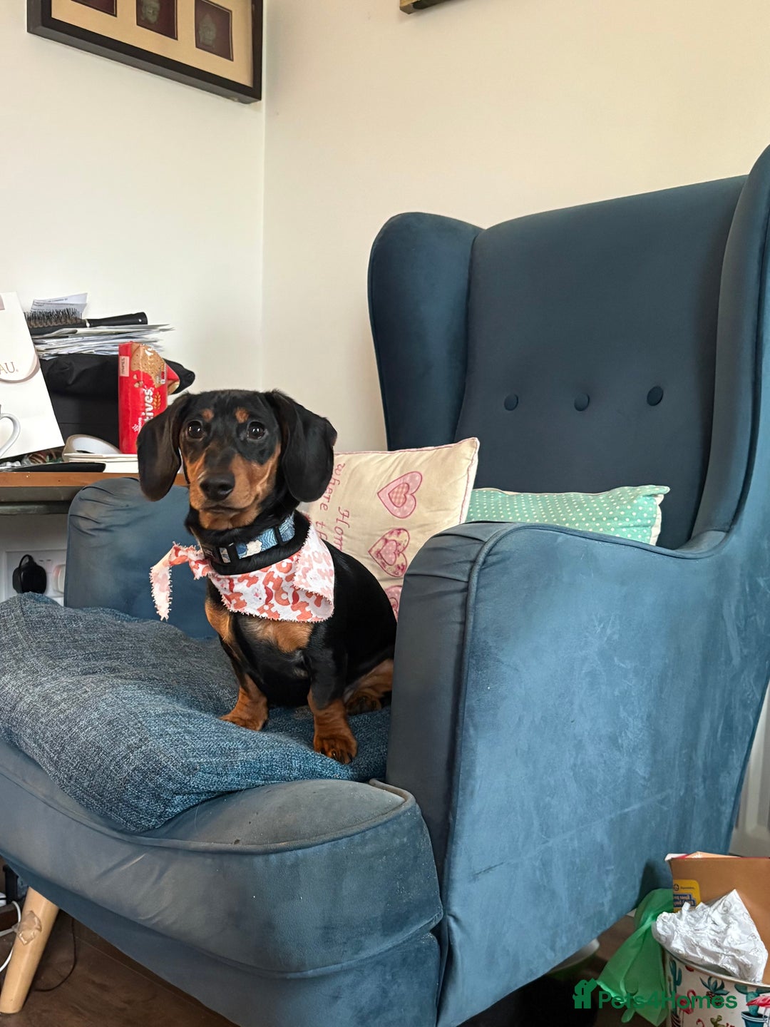 Miniature Dachshund dogs for sale: Miniature Dachshund Boy For Sale 7 Months  - Advert 1