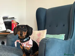 Miniature Dachshund dogs Miniature Dachshund Boy For Sale 7 Months - Advert 17
