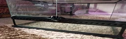 Mixed Breed reptiles for sale: Exo Terra enclosure  in Ruthin - Advert 2