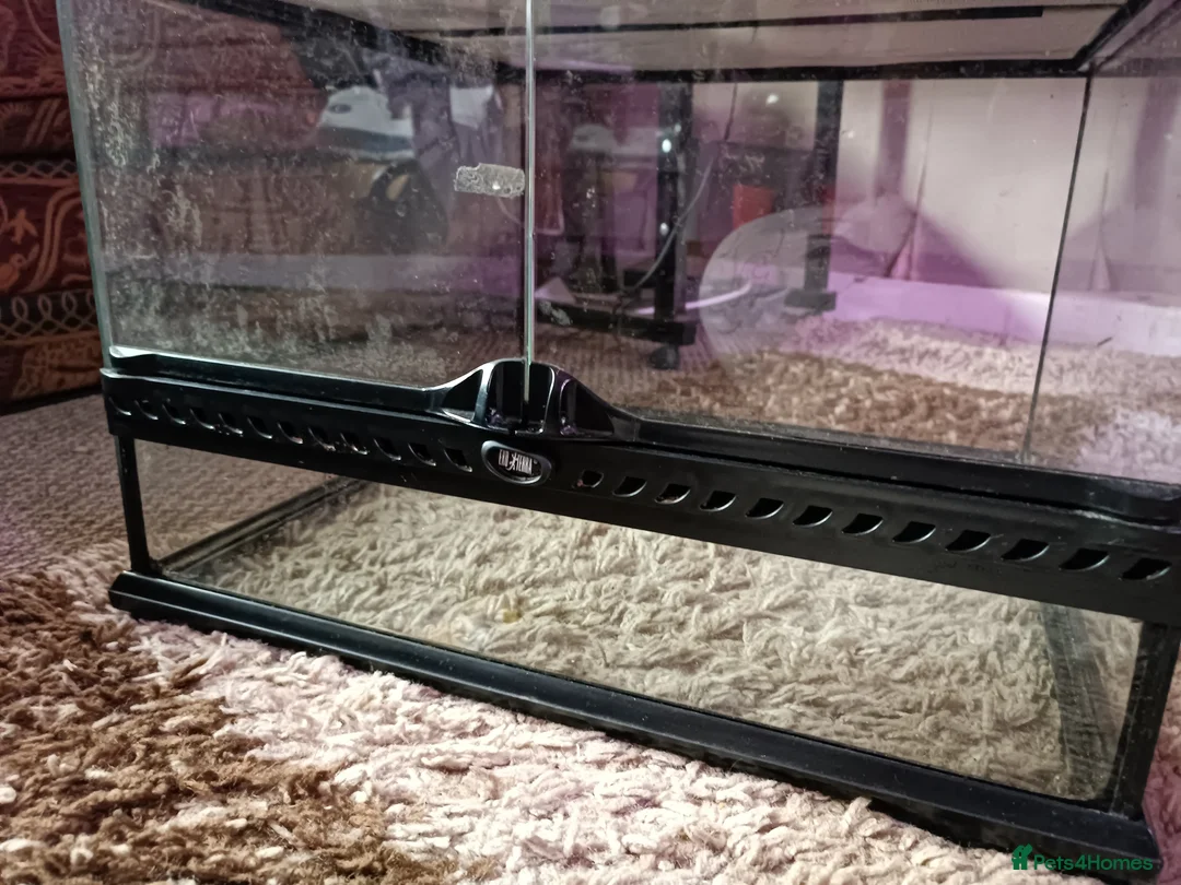 Mixed Breed reptiles for sale: Exo Terra enclosure  in Ruthin - Advert 2