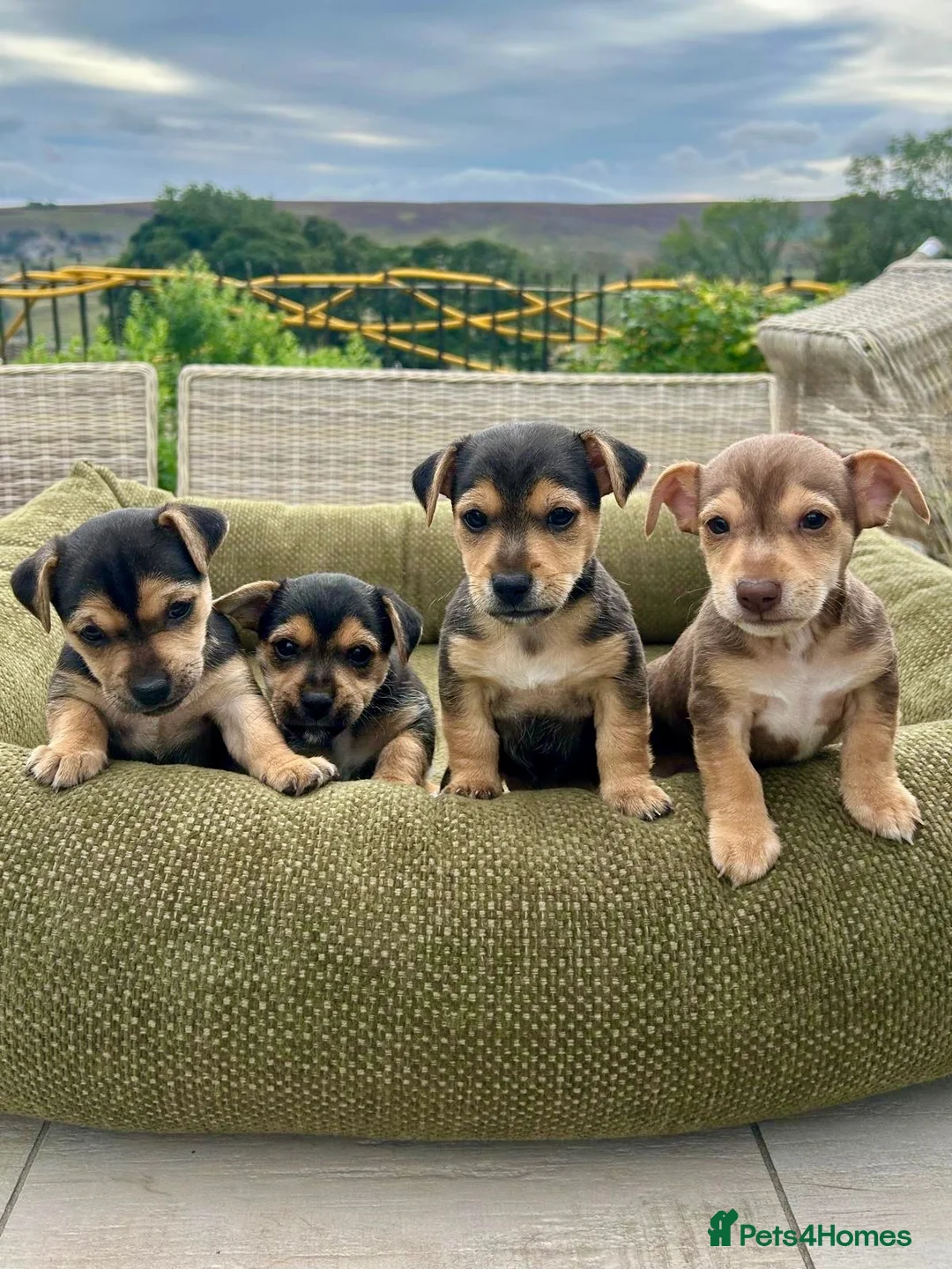 Jack Russell dogs for sale: Black & Tan Jack Russell Puppies  in Richmond - Advert 1