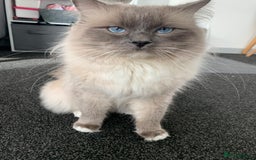 Ragdoll cats for stud: GCCF/TICA GrandChampion Bloodline Ragdoll for Stud in Accrington - Image 3
