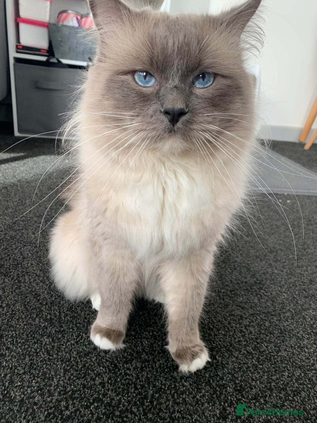 Ragdoll cats for stud: GCCF/TICA GrandChampion Bloodline Ragdoll for Stud in Accrington - Image 3