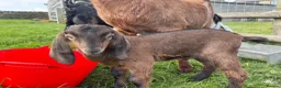 Goats livestock for sale: 2 Male Pedigree Anglo Nubian kids  in Sheffield - Advert 3