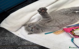 British Shorthair cats for sale: Gorgeous teddy BHS kitties from GCCF parents  - Image 7