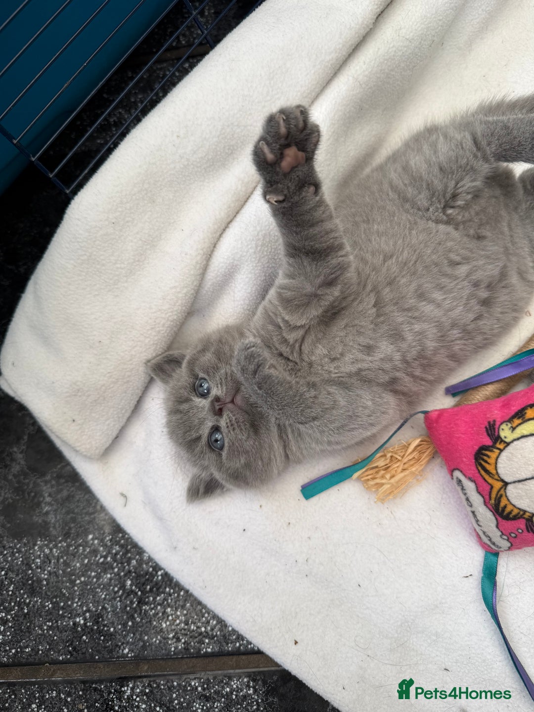 British Shorthair cats for sale: Gorgeous teddy BHS kitties from GCCF parents  - Image 7