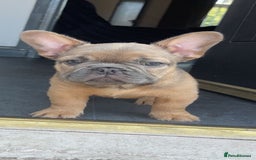 French Bulldog dogs for sale: Teddy bear floodle  - Image 5