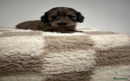 Miniature Dachshund dogs for sale: 5 Beautiful Long Haired Miniature Daschund’s   - Image 4