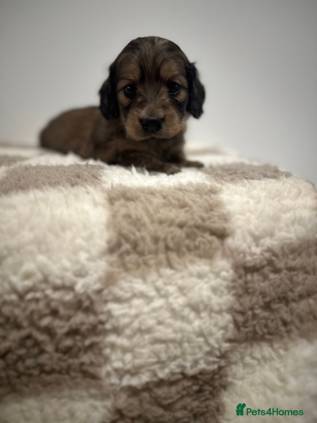 Miniature Dachshund dogs for sale: 5 Beautiful Long Haired Miniature Daschund’s   - Image 4