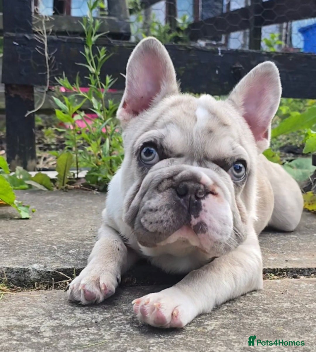 French Bulldog dogs for sale: French Bulldog Puppies Available - Advert 6