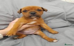 Staffordshire Bull Terrier dogs for sale: Blue Staffordshire Bull Terrier - Image 7