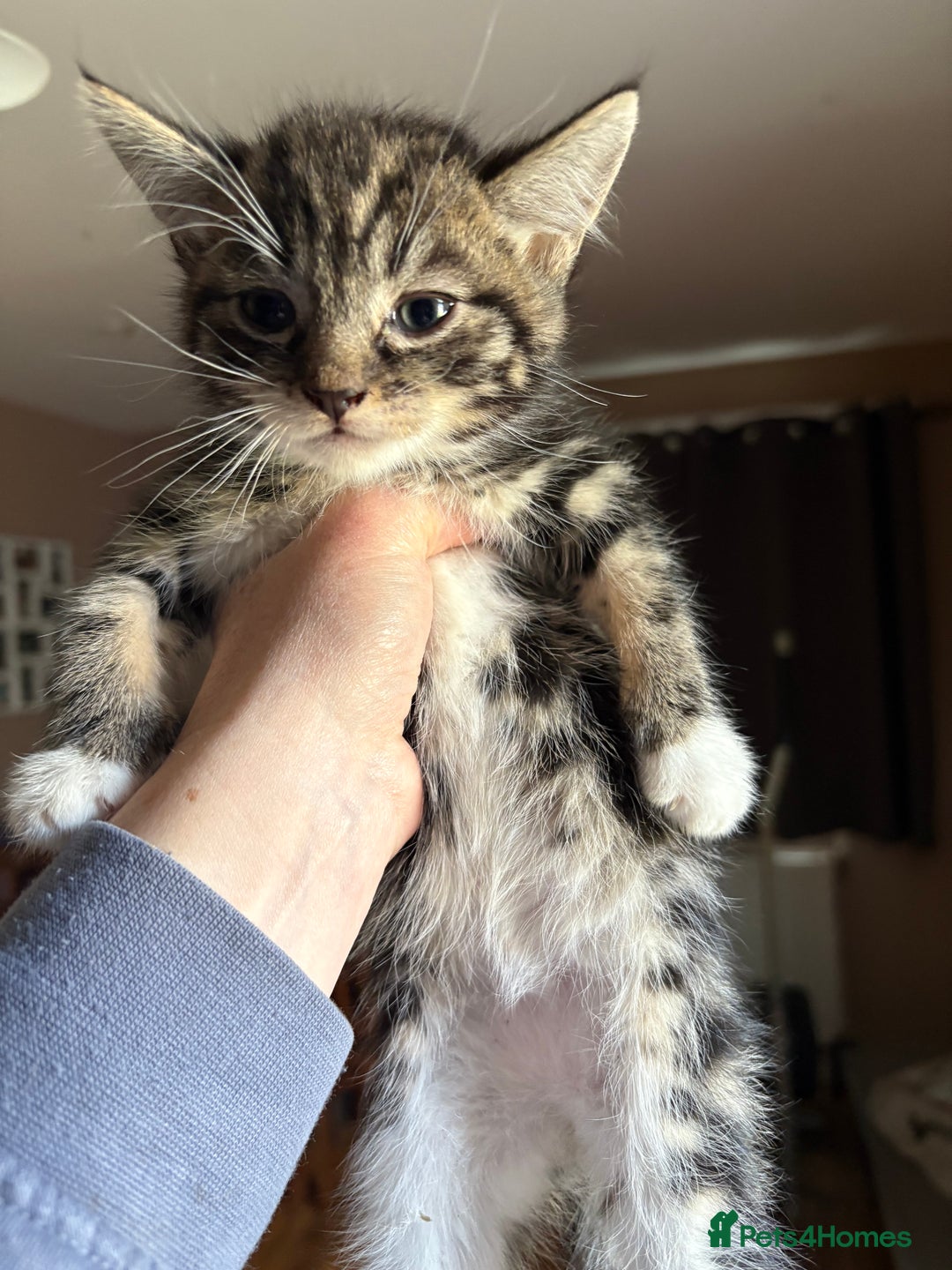 Siberian cats for sale: Beautiful Siberian/Norwegian mix kittens - Image 12