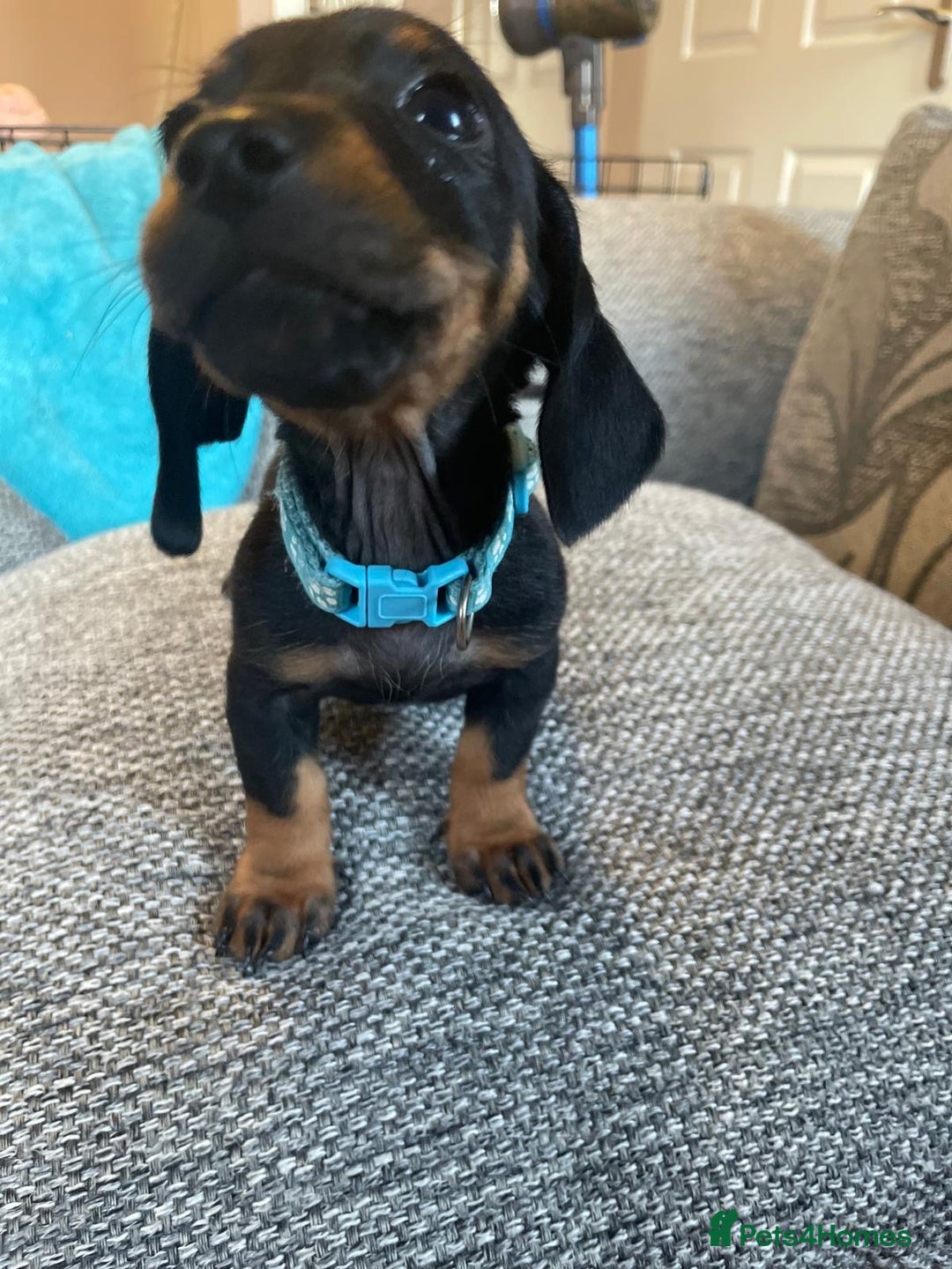 Dachshund dogs for sale: *** 4 puppies ready to go **  - Image 6
