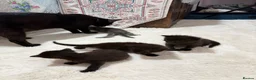 British Shorthair cats for sale:  4 Beautiful Kittens for sale 1 grey 3 Black  - Advert 11