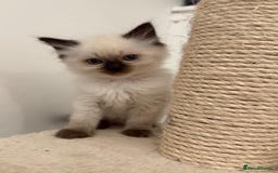 Ragdoll cats for sale: GCCF Registered seal point kittens - Image 11