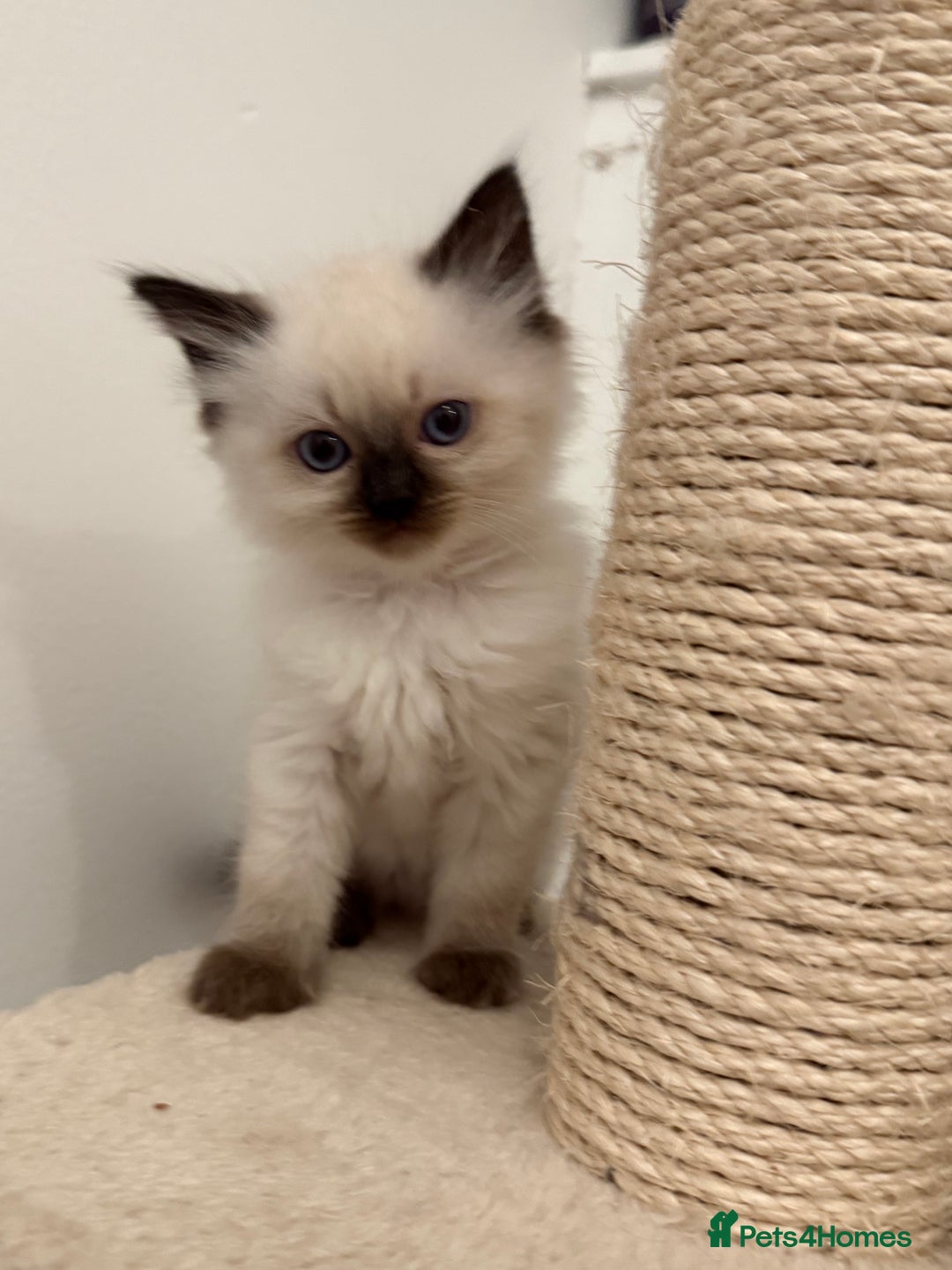 Ragdoll cats for sale: GCCF Registered seal point kittens - Image 11